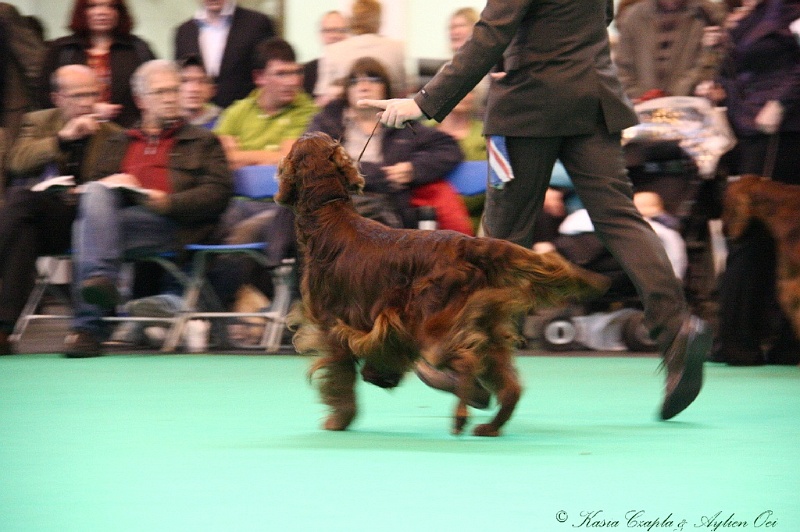 Crufts2011 812.jpg